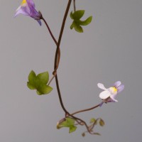 Ivy-leaved Toadflax